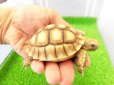 画像2: 美！　ケヅメリクガメＣＢ　　約６ｃｍ　２ (2)