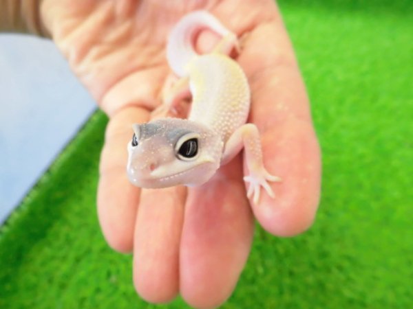 画像3: 美！　ブリザード（ヒョウモントカゲモドキ）　約１０cm　１