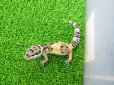 画像4: 美！　ハイイエロー（ヒョウモントカゲモドキ）　約１０cm　１ (4)