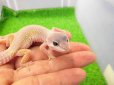 画像2: 美！　ブリザード（ヒョウモントカゲモドキ）　約１０cm　１ (2)