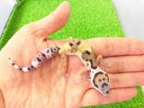 美！　ハイイエロー（ヒョウモントカゲモドキ）　約１０cm　１