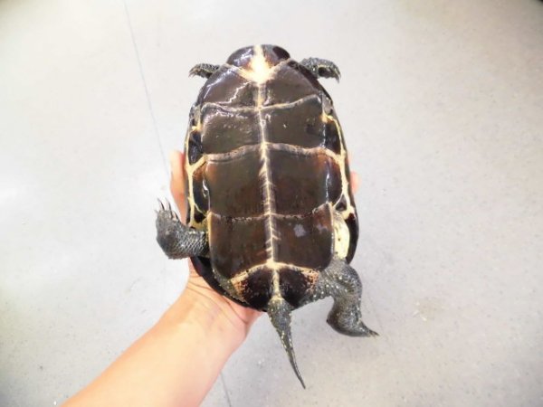 画像3: 美！　オオアタマクサガメ　約１７.５cm♀　１