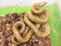 美！　アオダイショウ　約１４０cm　２
