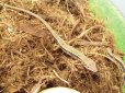 画像2: 美！　ニホンカナヘビ（♂・♀ペア）　 (2)