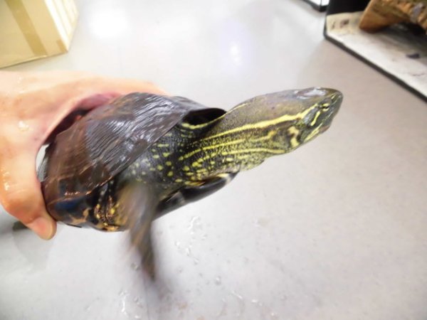 画像4: 美！　オオアタマクサガメ　約１７.５cm♀　１