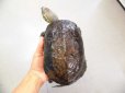 画像1: 美！　オオアタマクサガメ　約１７.５cm♀　１ (1)