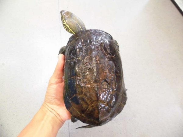 画像1: 美！　オオアタマクサガメ　約１７.５cm♀　１