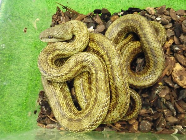 画像3: 美！　アオダイショウ　約１４０cm　２