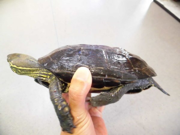 画像2: 美！　オオアタマクサガメ　約１７.５cm♀　１