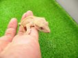 画像4: 美！　クレステッドゲッコー（フレイムダルメシアン）　約９cm １ (4)