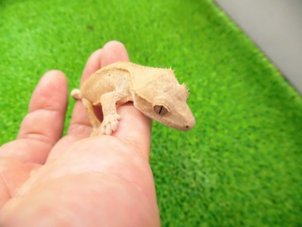 画像4: 美！　クレステッドゲッコー（フレイムダルメシアン）　約９cm １