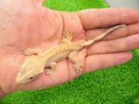 美！　クレステッドゲッコー（フレイムダルメシアン）　約９cm １