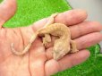 画像2: 美！　クレステッドゲッコー（フレイムダルメシアン）　約９cm １ (2)