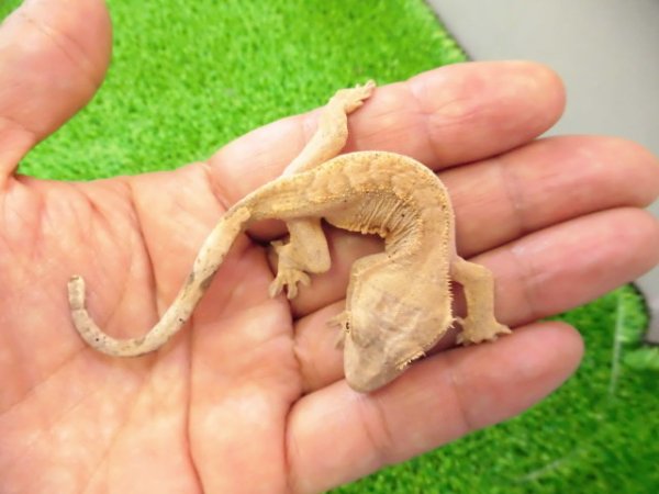 画像2: 美！　クレステッドゲッコー（フレイムダルメシアン）　約９cm １