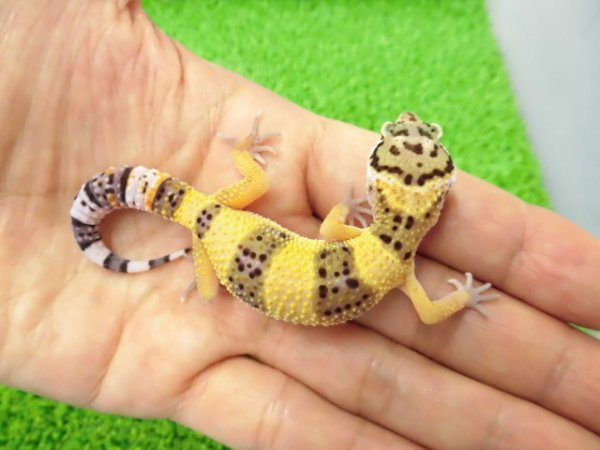 画像1: 美！　ハイイエロー（ヒョウモントカゲモドキ）　約１０cm　１