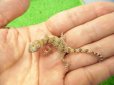 画像2: 美！　エレガンスボウユビヤモリ　約６cm♂　１ (2)