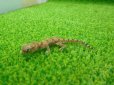 画像5: 美！　エレガンスボウユビヤモリ　約６cm♂　１ (5)