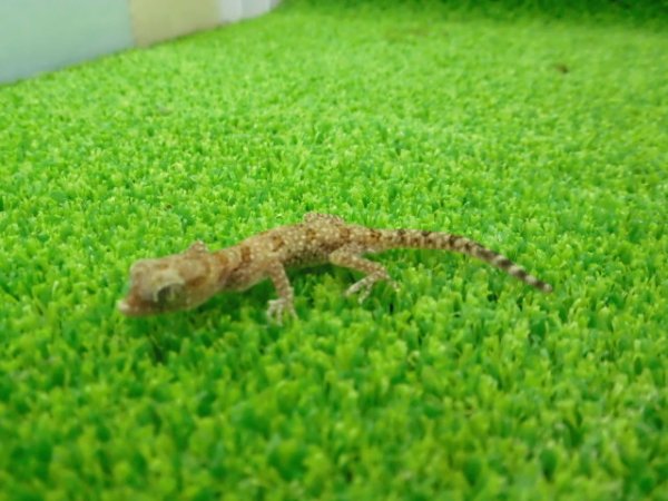 画像5: 美！　エレガンスボウユビヤモリ　約６cm♂　１