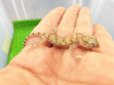 画像3: 美！　エレガンスボウユビヤモリ　約６cm♂　１ (3)
