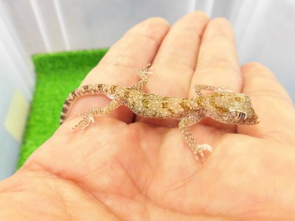 画像3: 美！　エレガンスボウユビヤモリ　約６cm♂　１