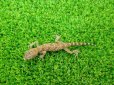 画像3: 美！　エレガンスボウユビヤモリ　約６cm♀　２ (3)