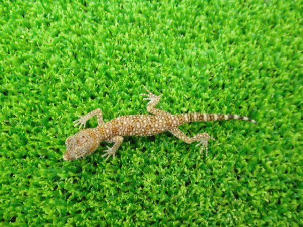 画像3: 美！　エレガンスボウユビヤモリ　約６cm♀　２