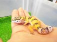 画像2: 美！　ハイイエロー（ヒョウモントカゲモドキ）　約１０cm　１ (2)