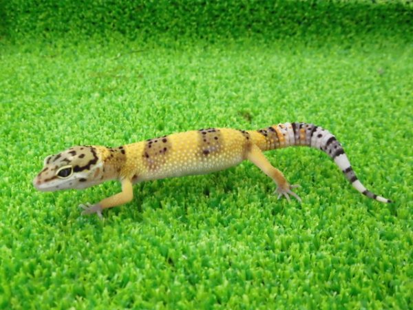 画像5: 美！　ハイイエロー（ヒョウモントカゲモドキ）　約１０cm　１