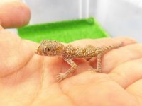 美！　エレガンスボウユビヤモリ　約６cm♀　２
