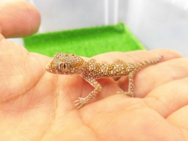 画像1: 美！　エレガンスボウユビヤモリ　約６cm♀　２