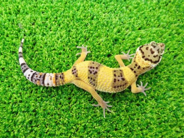 画像4: 美！　ハイイエロー（ヒョウモントカゲモドキ）　約１０cm　１