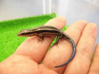 美！　ニホントカゲ（幼体）　約８cm　１