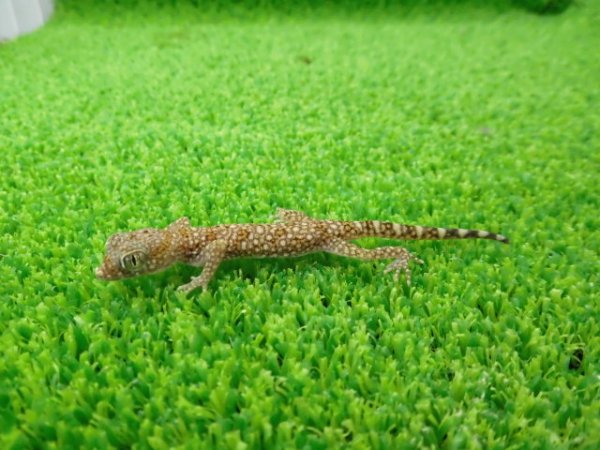 画像4: 美！　エレガンスボウユビヤモリ　約６cm♀　２