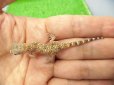画像5: 美！　エレガンスボウユビヤモリ　約６cm♀　２ (5)