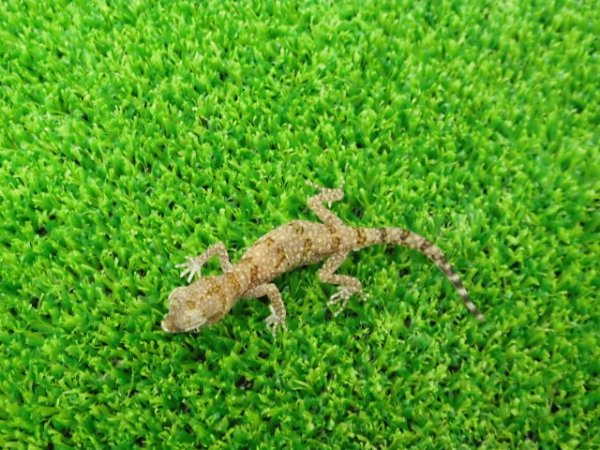 画像4: 美！　エレガンスボウユビヤモリ　約６cm♂　１