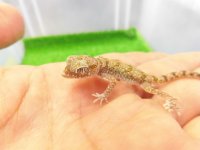 美！　エレガンスボウユビヤモリ　約６cm♂　１