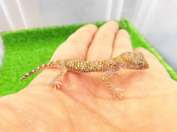 画像2: 美！　エレガンスボウユビヤモリ　約６cm♀　２