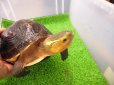 画像5: 美！　特大セマルハコガメ　　約１５.５cm♀　A