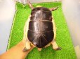 画像6: 美！　特大セマルハコガメ　　約１５.５cm♀　A