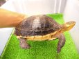 画像2: 美！　特大セマルハコガメ　　約１５.５cm♀　A (2)