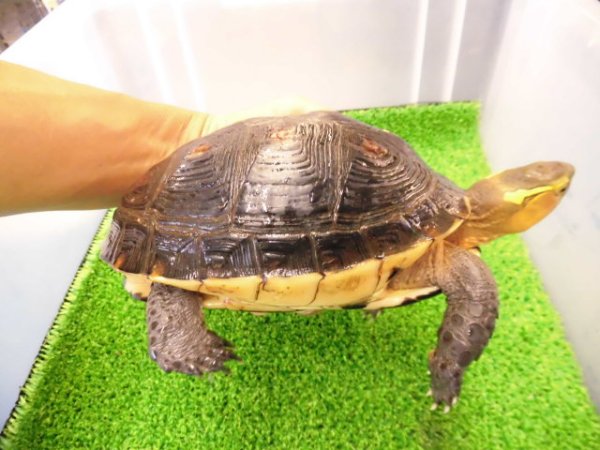 画像2: 美！　特大セマルハコガメ　　約１５.５cm♀　A
