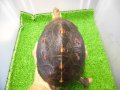 美！　特大セマルハコガメ　　約１５.５cm♀　A