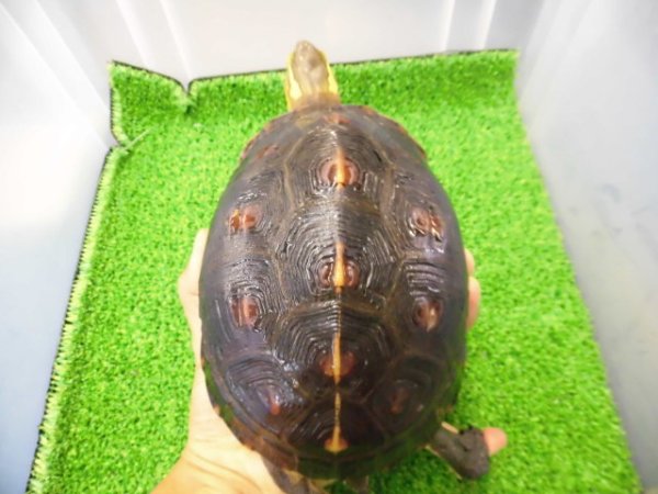 画像1: 美！　特大セマルハコガメ　　約１５.５cm♀　A