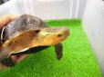 画像8: 美！　特大セマルハコガメ　　約１５.５cm♀　A