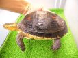 画像4: 美！　特大セマルハコガメ　　約１５.５cm♀　A