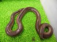 画像6: 美！　サンビームスネーク　約７０cm　２