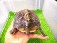 画像3: 美！　特大セマルハコガメ　　約１５.５cm♀　A