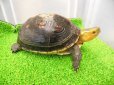 画像7: 美！　特大セマルハコガメ　　約１５.５cm♀　A