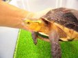 画像9: 美！　特大セマルハコガメ　　約１５.５cm♀　A