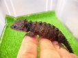 画像1: 美！　モトイカブトトカゲ　約１４cm　１ (1)